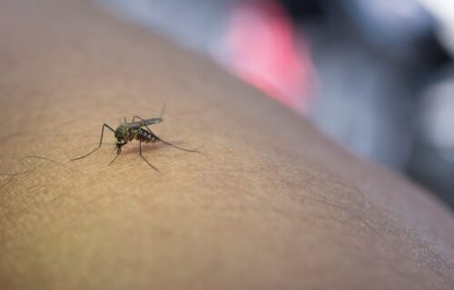 Da li znate da ako jedete ove namirnice, komarci vas neće napadati? (SPISAK NAMIRNICA)