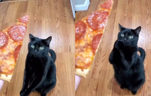Ponudila mu je parče pice, a onda je mačak sklopio šapice i počeo da MOLI (VIDEO)