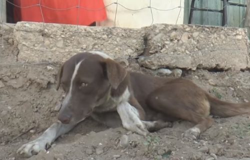 Ne miri se sa istinom: Tužni pas svakog dana ispred rudnika čeka svog vlasnika koji je POGINUO (VIDEO)