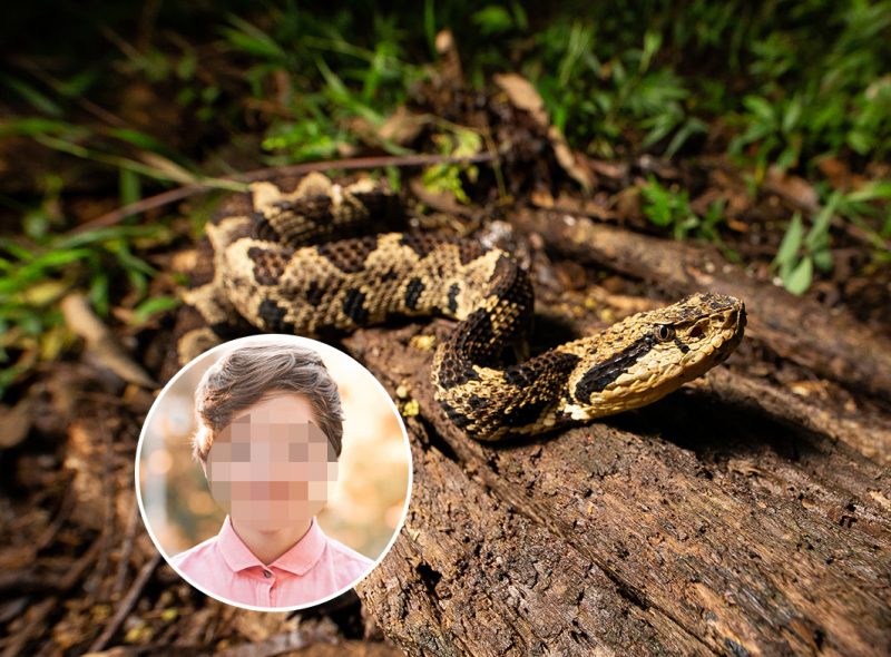 Poznato stanje dečaka (14) koga je UJEO poskok: Roditelji nisu PANIČILI, evo i zašto
