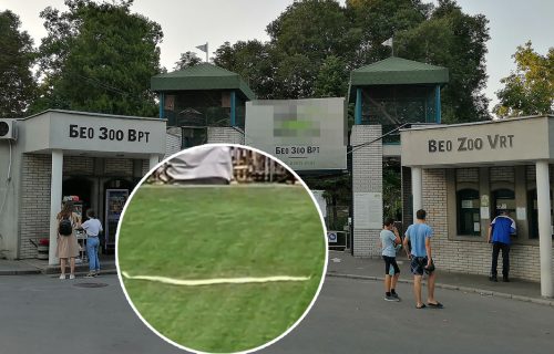 PANIKA usred Beograda! Piton pobegao iz terarijuma, zmija duga dva metra zaprepastila sve (VIDEO)