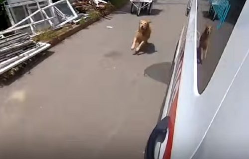 Devojci pozlilo, a njen pas TRČAO za kolima hitne pomoći: Stigao je do bolnice i raznežio lekare (VIDEO)