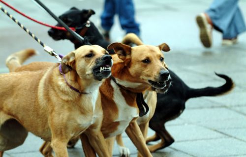 UŽAS u Subotici: Vlasnički psi uleteli u dvorište vrtića i NAPALI dete (4), nakon toga nasrnuli na đake