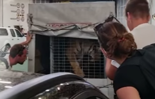 DRAMA na putu ka Hvaru: Na trajektu uočena divlja zver, putnici u ŠOKU (FOTO+VIDEO)