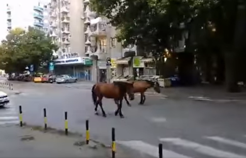 Ovaj prizor je jutros ŠOKIRAO Nišlije: Životinje prošetale gradom, pa NESTALE, reagovala policija (VIDEO)
