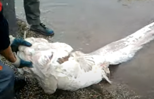 NAPAD iz vode na Adi Ciganliji: Bogdana UGRIZLA ogromna životinja za nogu - ovo su JEZIVI detalji (VIDEO)