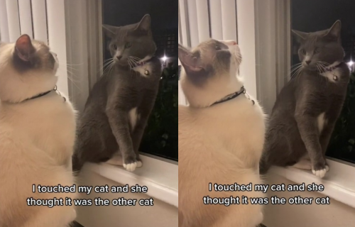 Vlasnica dodirnula mačku, ona pomislila da je krivac druga mačka, pa je započela SVAĐU (VIDEO)