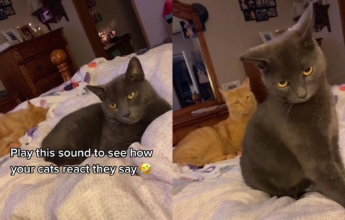 Mačkama je pustila snimak MJAUKANJA, a njihova reakcija će vam izmamiti OSMEH (VIDEO)