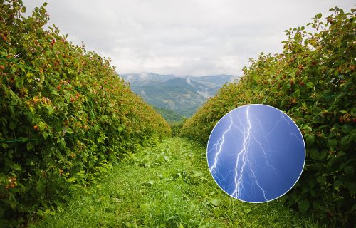 UŽAS kod Arilja: Grom udario u drvo u malinjaku, POVREĐENE tri žene i dete