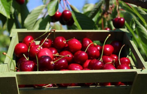 Uklonite sve opasne bakterije i pesticide: Ovo je jedini ispravan način da OPERETE trešnje!