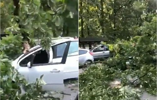 Haos na AVALSKOM putu: Hrast pao na auto, preprečio se preko obe trake, saobraćaj OBUSTAVLJEN