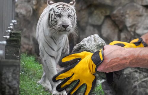 DRAMATIČNA priča iz beogradskog Zoo vrta: Čuvar ušao u kavez sa TIGROM, a onda je krenuo horor (VIDEO)