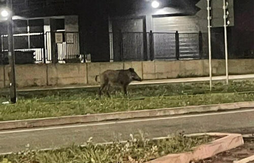 VEPAR na ulicama Novog Sada: Pre četiri godine JURILA ga policija, pokušao da utrči u jedan lokal (FOTO)