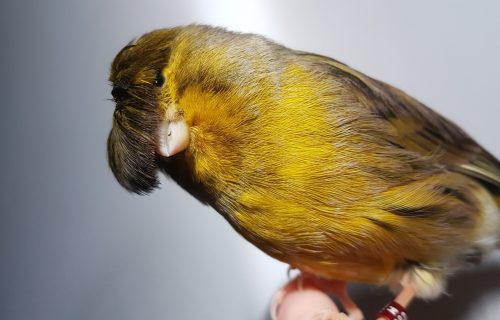 Kanarinac Beri je postao poznat po ŠIŠKAMA: Preslatka ptičica će vas oduševiti svojom frizurom (FOTO)