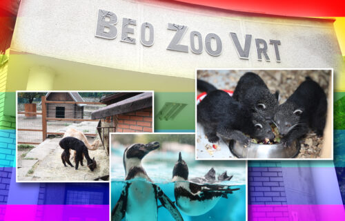 Da li među životinjama u beogradskom zoološkom vrtu ima GEJEVA? Čuvari se šokirali analizom DNK (VIDEO)