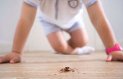 Muku mučite sa insektima u kući? Rešite ih se jednostavno, BEZ upotrebe HEMIJE