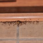 Ove mirise ne podnose, bežaće glavom bez obzira: Napravite domaći sprej protiv mrava (RECEPT)