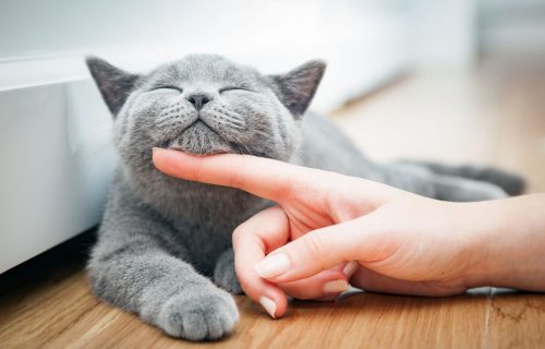 Rešenje za stres i nervozu: Zbog čega je PREDENJE mačaka lekovito za ljude?