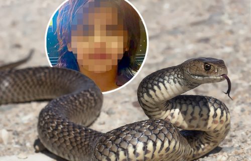 UŽAS! Tamara (6) PREMINULA od ujeda zmije: Otrovnica se krila u wc šolji, roditelji zatekli JEZIV PRIZOR