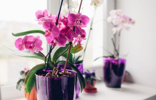 Ako želite da vam ORHIDEJE cvetaju tokom cele godine, morate da uradite ovih devet stvari