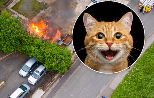 Mačka SPASILA život troje stanara u požaru zgrade: Neobičan događaj u Njujorku - vatrogasci u NEVERICI