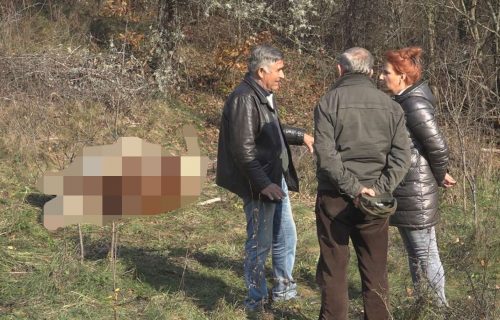 UŽAS kod Priboja: Pucao u krave na livadi, pa UBIO bika - vlasnik zgrožen prizorom (FOTO)