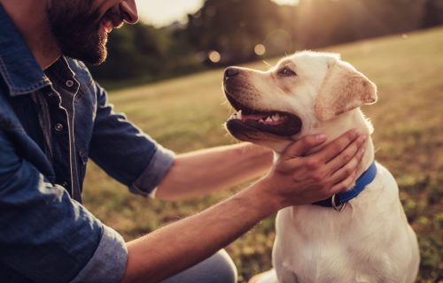 Otkrijte koliko je zadovoljan: Pet stvari koje pokazuju da vaš pas živi SREĆAN ŽIVOT