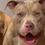 Horor u Knjaževcu: Pitbul preskočio ogradu, zaklao psa, pa nasrnuo na njegovog vlasnika