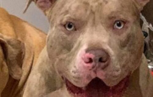 Horor u Knjaževcu: Pitbul preskočio ogradu, zaklao psa, pa nasrnuo na njegovog vlasnika