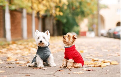 Potreba ili moda: Da li je psima zaista neophodna zimska garderoba?