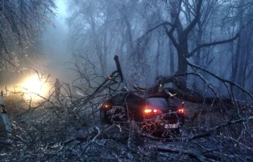 Zaleđeno stablo palo na ženu na Fruškoj gori: Vozači CEPALI TRAKE upozorenja i ugrozili bezbednost ljudi