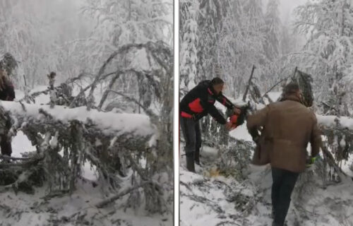 ZAVEJANA Nova Varoš! Snežna oluja ČUPALA drveće iz korena - putevi neprohodni (VIDEO)