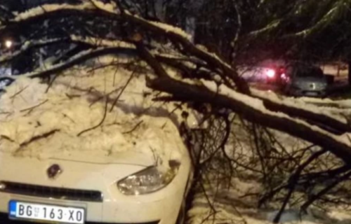 Još jedno drvo PALO na Vračaru usled težine snega: Oštećen parkirani "reno", pričinjena ŠTETA (FOTO)