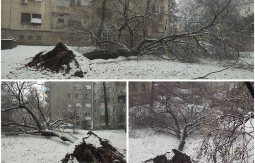 HAOS zbog vremena u Srbiji ne jenjava: Ogromno drvo u Birčaninovoj PALO pod velikom težinom snega (FOTO)