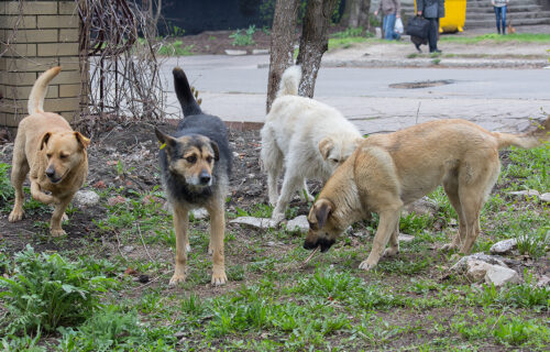 Dečak kojeg su napali psi u Rakovici pušten iz bolnice: Ima površinske rane
