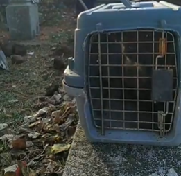 Kupio ŠTENE od sumnjivog lika, a ono se kikotalo KAO ČOVEK i ujelo ga: Pogledajte na šta liči (VIDEO)