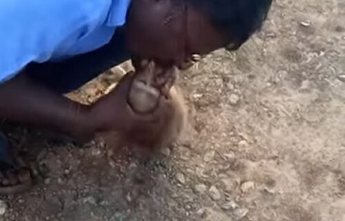 Taksista naleteo na povređenog majmuna koji je umirao: Zbog jednog poteza klanja mu se ceo svet (VIDEO)