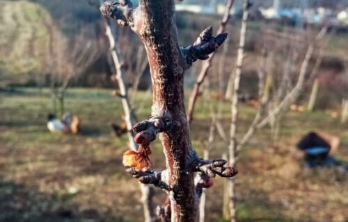 Đorđe je obišao svoj voćnjak i ostao u ČUDU: Narodno verovanje kaže da nas čeka duga i HLADNA zima (FOTO)