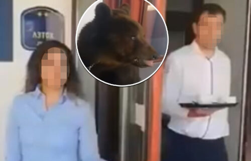 Nesvakidašnja scena na Staroj planini: MEDVED ušao u RESTORAN, pa "popio piće" sa gostima (VIDEO)