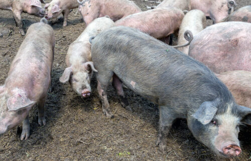 Novi slučajevi afričke svinjske KUGE: Zaraza u Pirotskim selima ne POSUSTAJE