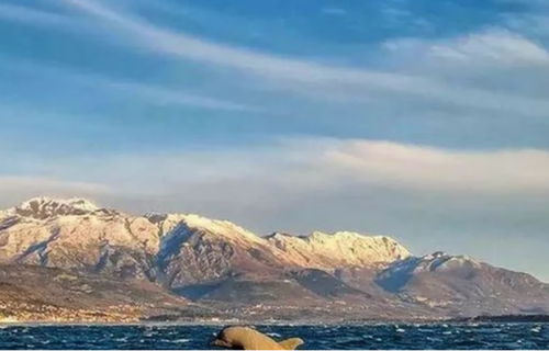 Fotka "KRVAVOG delfina" zavadila Crnogorce: Poznati glumac napravio HAOS jednom izjavom (FOTO)