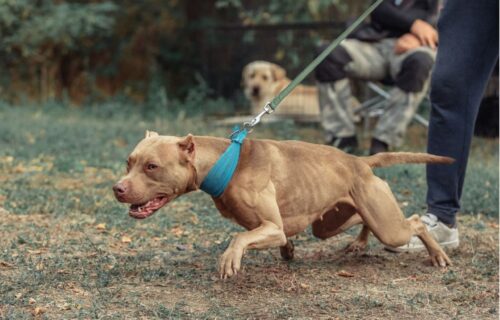 Agresivan je i često ujeda: Zašto se PITBUL smatra najopasnijim psom i kako da ga dresirate pravilno?