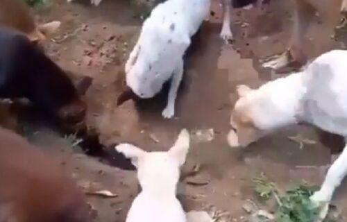 Reakcija čopora PASA na smrt vernog prijatelja mnoge je ostavila u SUZAMA (VIDEO)
