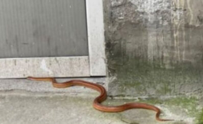 Ogromna ZMIJA uslikana kod osnovne škole na Voždovcu: Prizor UZNEMIRIO Beograđane (FOTO)