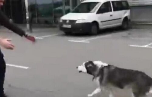 Prizor iz Ukrajine koji topi srce: Pas PREŽIVEO u ruševinama, a onda je ponovo ugledao GAZDU (VIDEO)