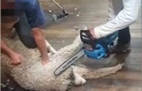 Prišao ovci sa MOTORNOM TESTEROM i uradio nešto užasno: Brutalni snimak razbesneo internet (VIDEO)