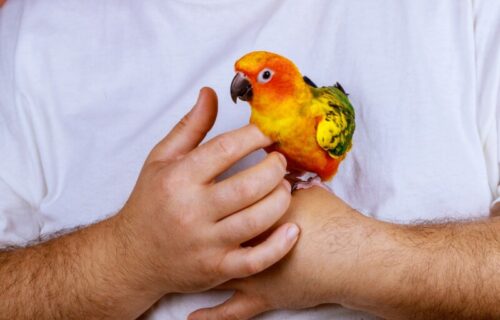 Najvažnije je PONAVLJANJE: Tri trika kako da što lakše naučite papagaja da IZGOVARA reči
