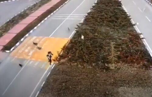Stravičan snimak kruži mrežama: Studentkinju napao ČOPOR PASA, poslednje sekunde je teško gledati (VIDEO)