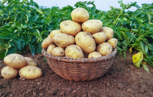 Stručnjaci upozoravaju: Ako primetite OVO na krompiru, nikako ne smete da ga jedete!