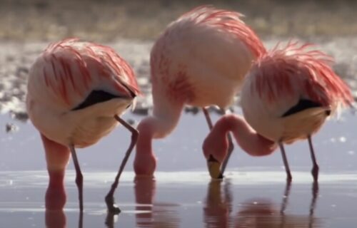 Masakr u zoološkom vrtu: Uljez upao među flamingose i klao sve redom, stradala i patka